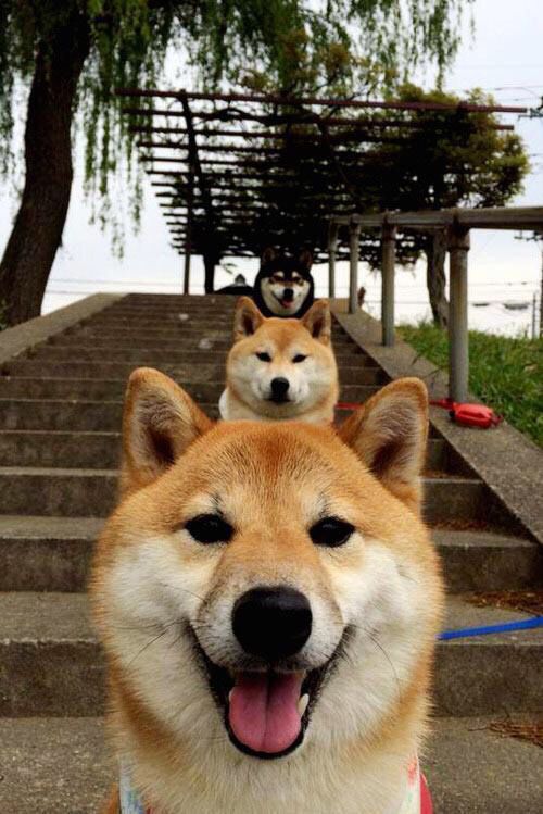 巅峰双雄会，一箭定乾坤，当字母哥的咆哮撞上詹姆斯的叹息