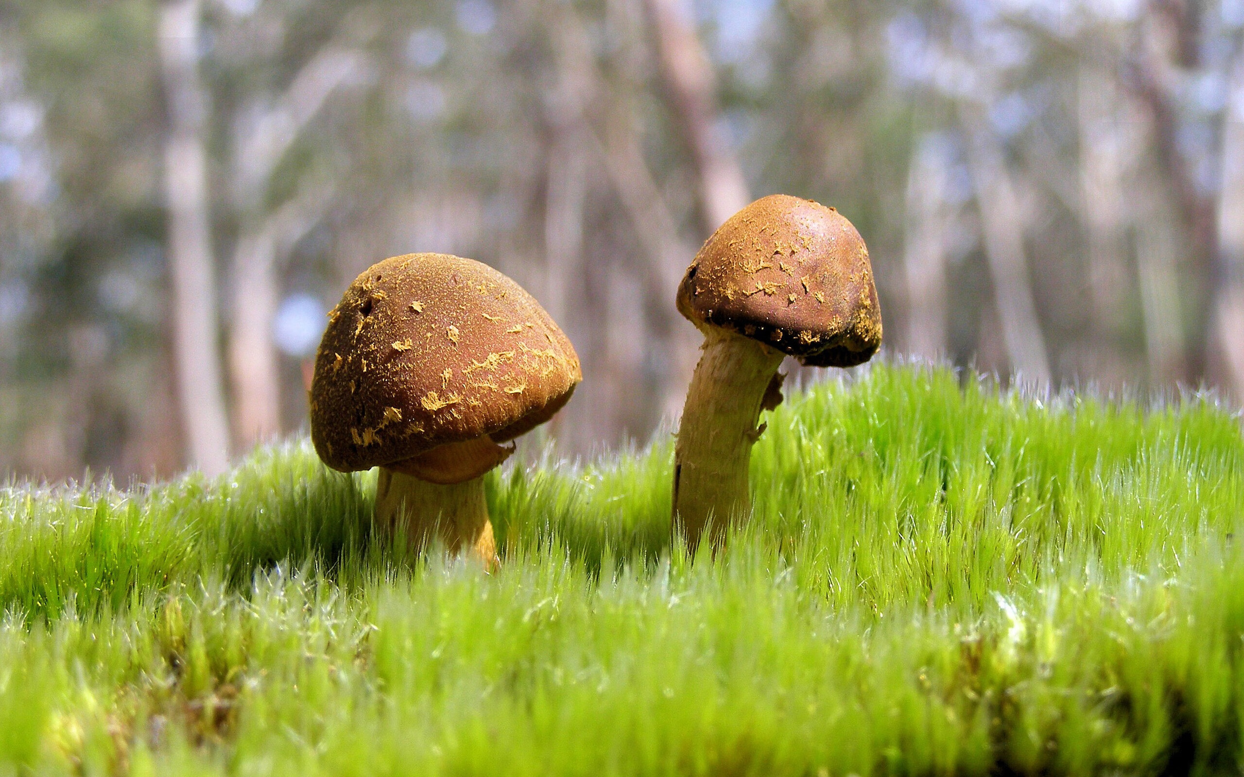 福登的节奏大师，F1年度争冠之夜的全队交响曲