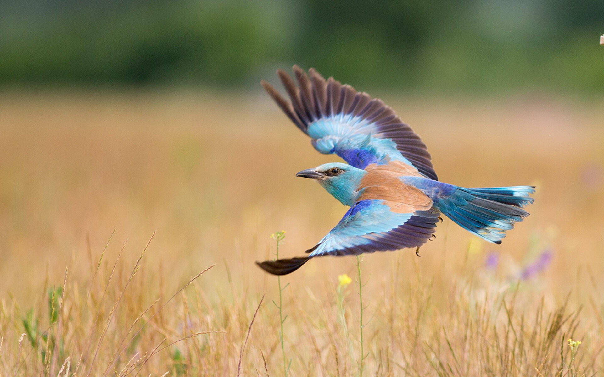 中场大师的统治力，若日尼奥无争议荣膺巴西对摩洛哥之战最佳球员