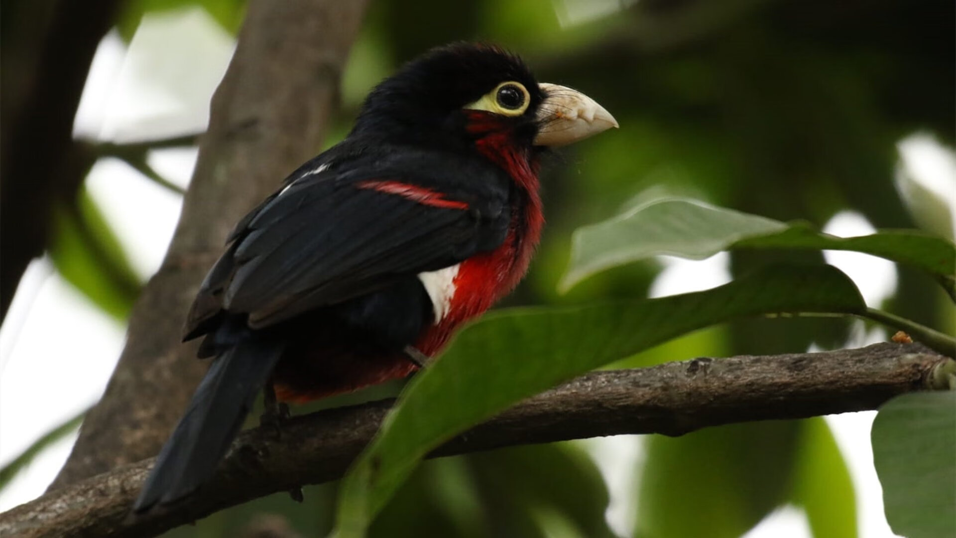 小贾伦硬仗之王显神威，湖人爆冷击败辽宁队