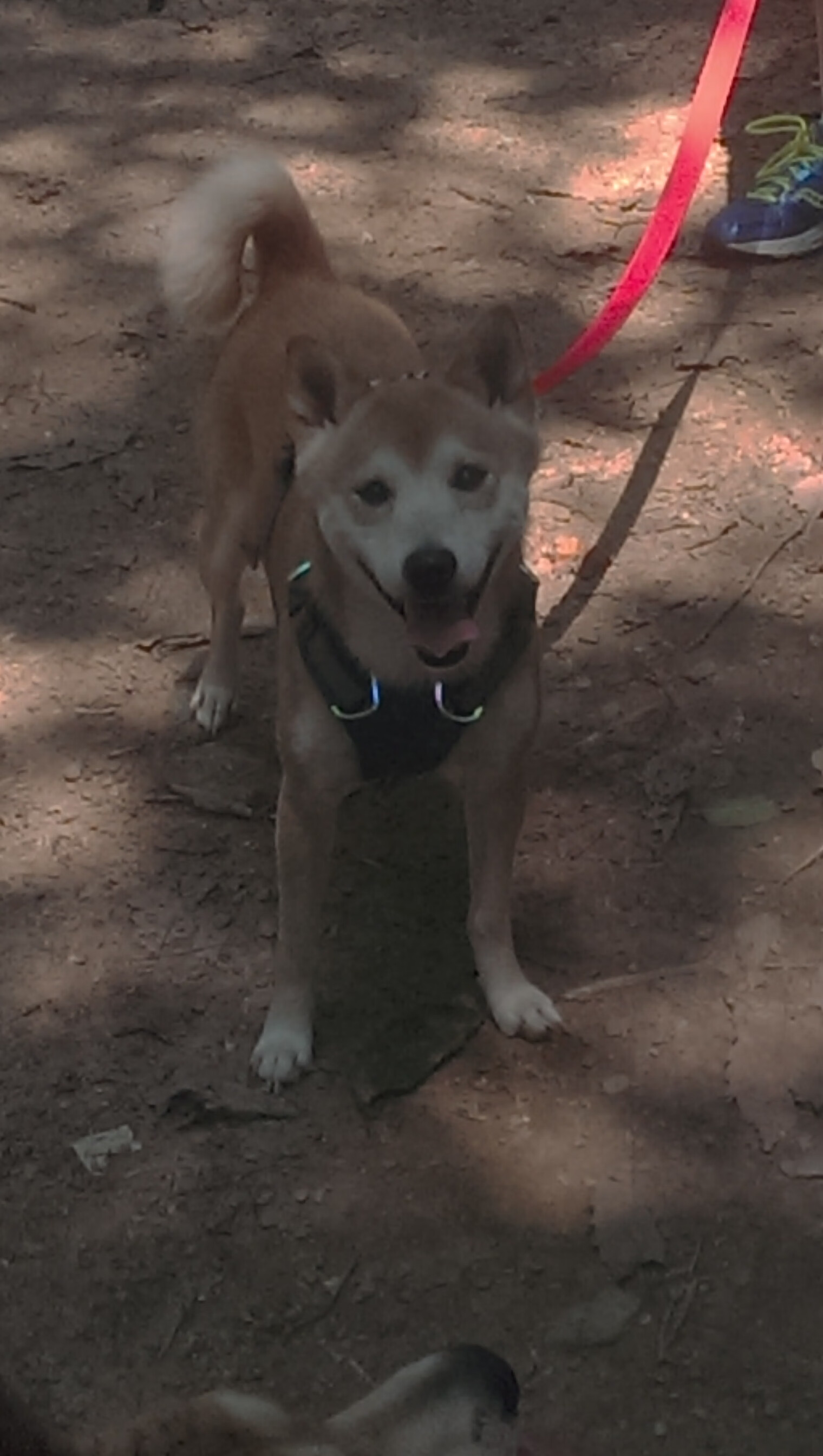 跨界封神！克莱·汤普森征服美加墨世界杯之夜