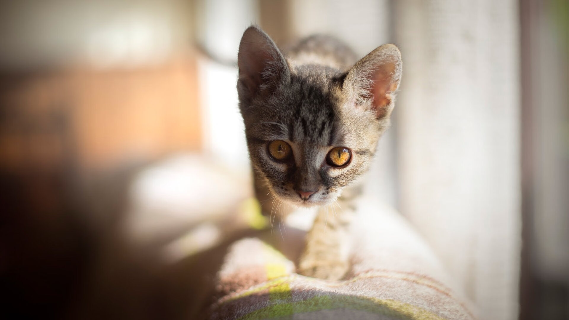 中非腹地的团队闪电战，伊比利亚的足球艺术家，体育世界的两极光芒