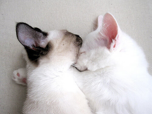 冰火两重天，意甲焦点鏖战至终章，快船以碾压之姿轻取山西