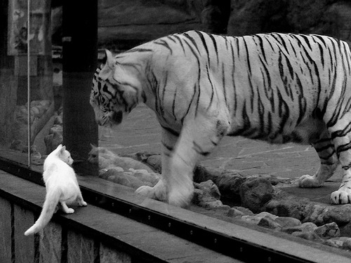 保罗导演惊天逆转！爵士末节翻盘新疆，控卫之神存在感拉满