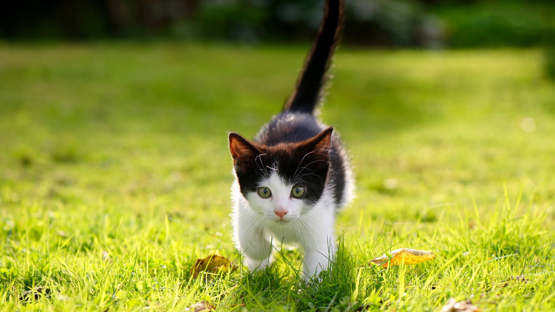 贝蒂斯带走马赛的基米希，此大场面先生非彼基米希